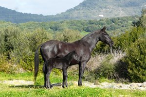 Sa Païssa Menorca