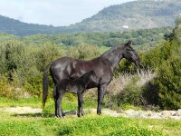 ¿Te gustan los caballos?